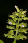 Slender wild basil